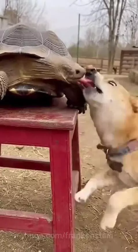 Damn 😂😂 by frankenstein