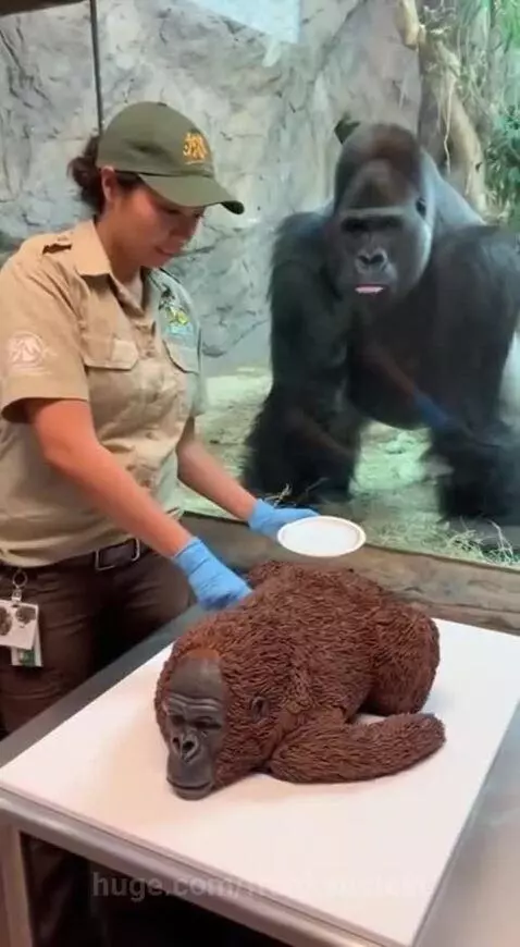 He thought it was a fellow gorilla 😩😅 by frankenstein