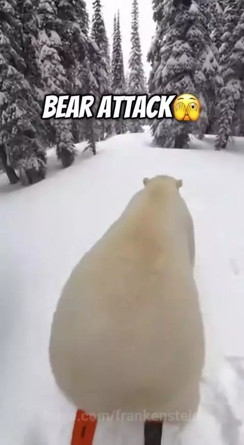 Skier falling after a digitally altered bear appears to attack them on a snowy forest slope.