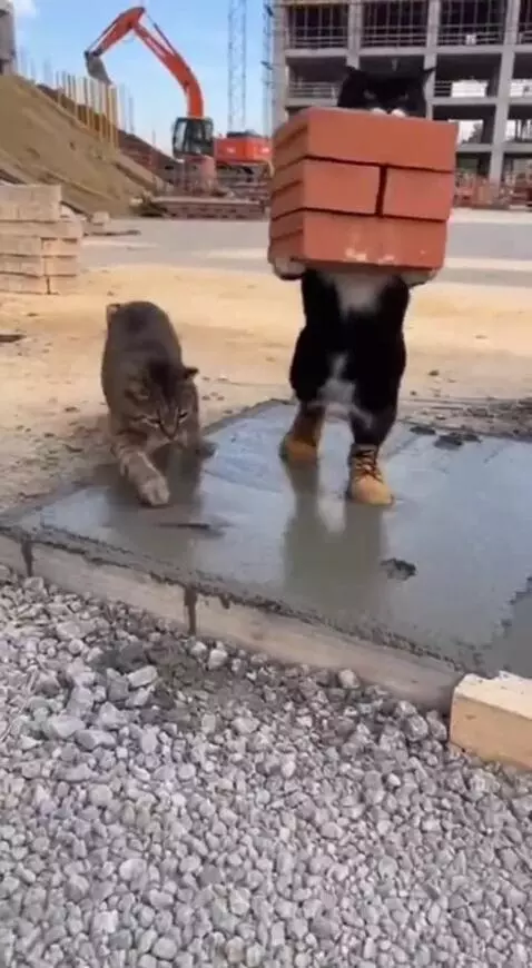 Two cats playfully fighting and splashing in wet concrete at a construction site, one wearing tiny boots.