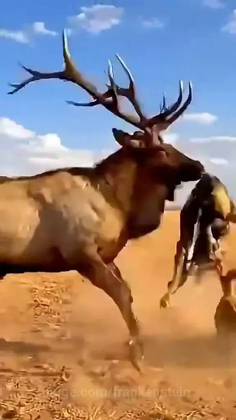 A wild dog attacks a deer, an elk intervenes, and a golden eagle flies off with a fox in its talons.