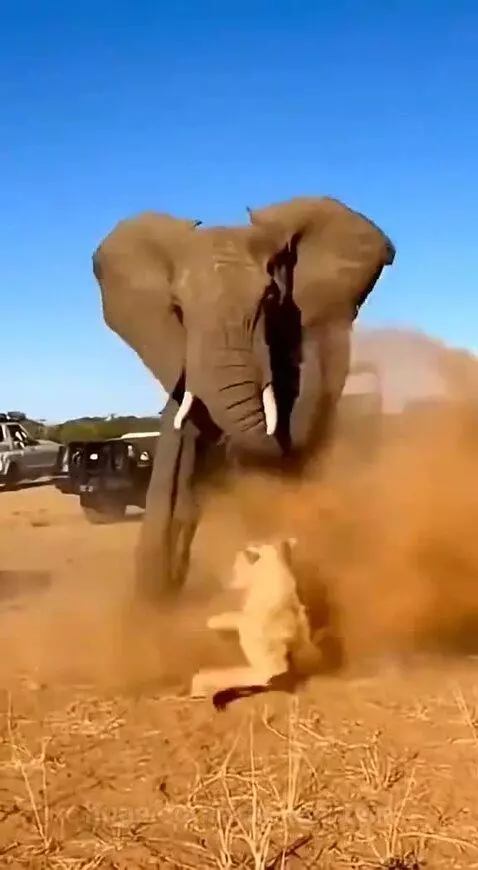 Large elephant kicking a lioness in a dust cloud on a savanna, with safari vehicles in the background.