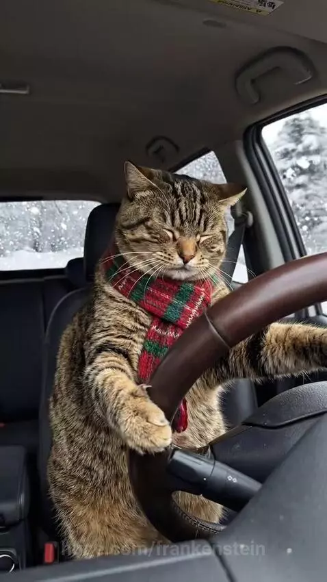 Tabby cat wearing a plaid scarf sits in the driver's seat of a car and accidentally honks the horn.