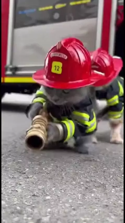Cat in a leather jacket getting sprayed with water by tiny firefighter cats in helmets.