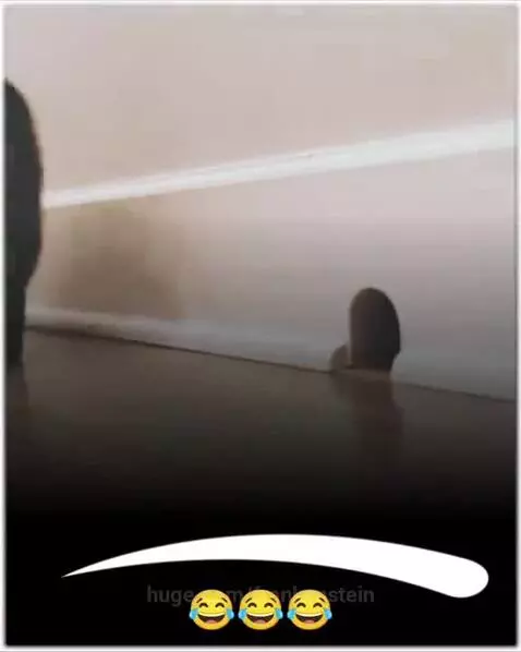 Cat looking surprised at a mouse playing dead after a fart sound effect.