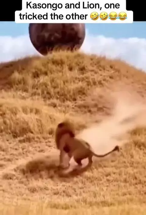 Animated warthog looking smug as a lion falls into a hidden pit after being tricked.