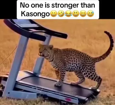 Leopard running on a motorized treadmill outdoors, looking surprised and struggling to keep pace.