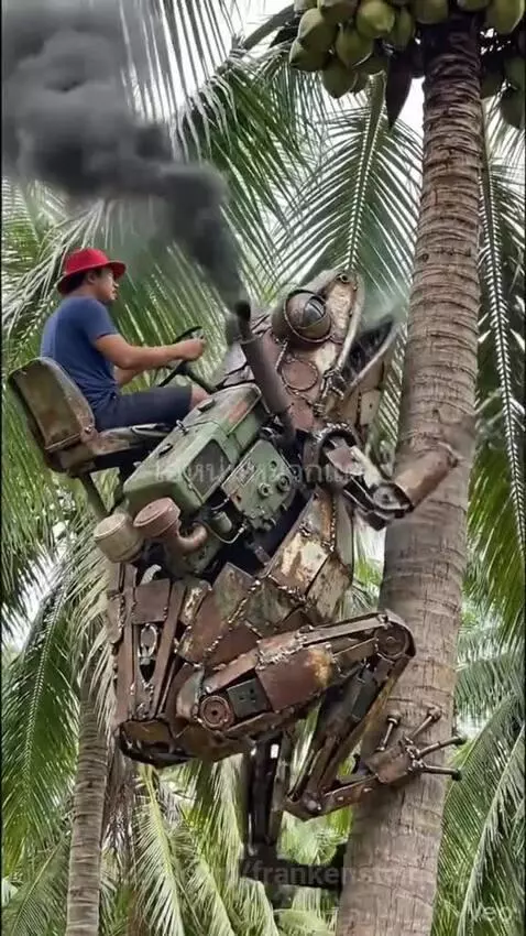 Scrap metal frog machine climbing a coconut tree and cutting down coconuts.