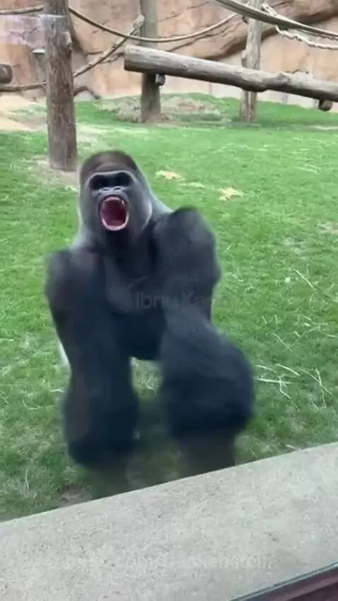 Gorilla at a zoo enclosure approaches glass and beats its chest in response to a visitor.