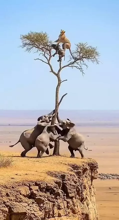 Cheetah and baby monkey perched on a tree branch as elephants push the trunk below.