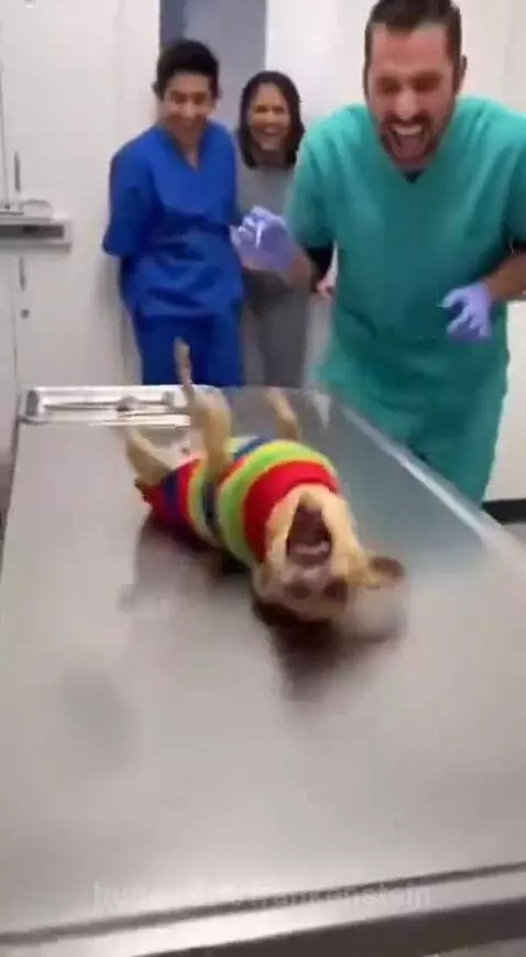 Chihuahua in a striped sweater yelping dramatically on a vet's examination table during an injection.