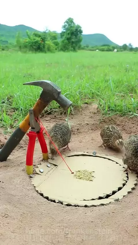 A homemade trap made of cardboard and string set in a grassy field, with small quails approaching the bait.