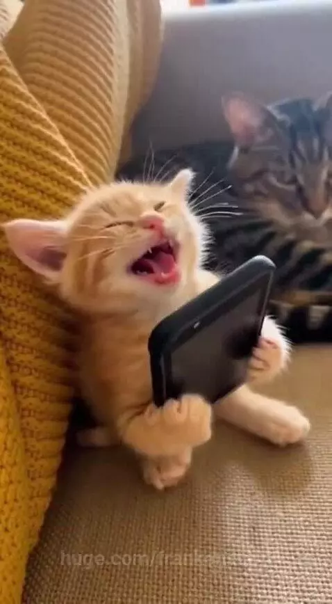 Orange kitten sitting on a couch, holding a smartphone to its mouth as if talking, with a tabby cat in the background.