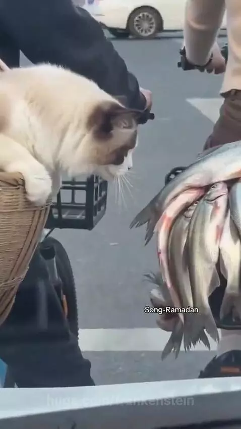 Fluffy cat in a basket on a bicycle looking intently at a pile of fish on another cyclist's bike.