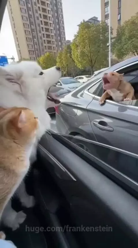 A white Samoyed dog and an orange cat in a car, with a small dog barking outside.