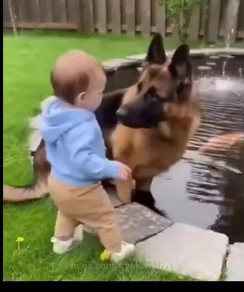 German Shepherd dog gently nudging a baby away from the edge of a pond.