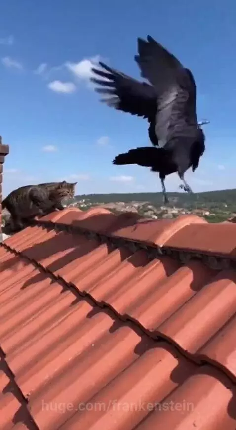 Tabby cat on a roof being carried away by a large black bird against a blue sky with clouds.