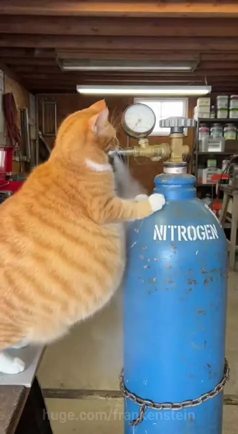 Orange tabby cat with white paws standing on a workshop table next to a nitrogen tank, its belly inflated like a balloon.