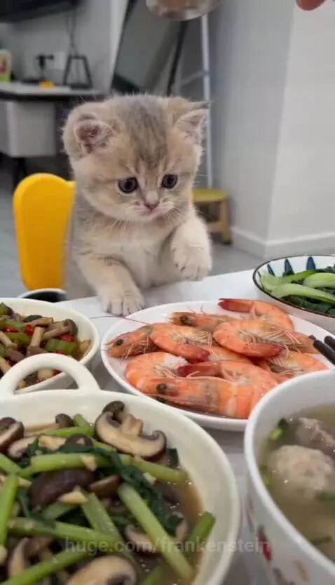 Fluffy kitten with blue eyes wearing a small white helmet with an animal face, eating shrimp from a plate.