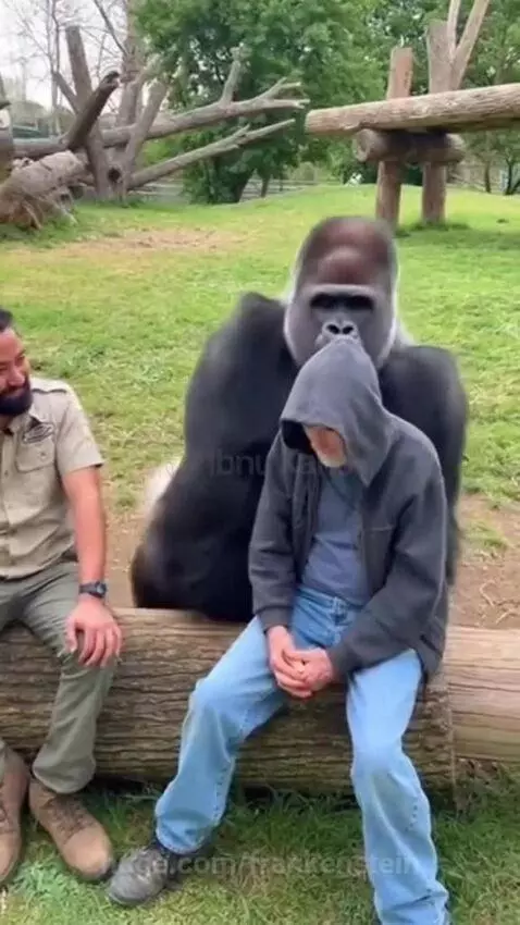 A large gorilla sits next to an older man on a log, with its arm around him in a hug, while a zookeeper watches.