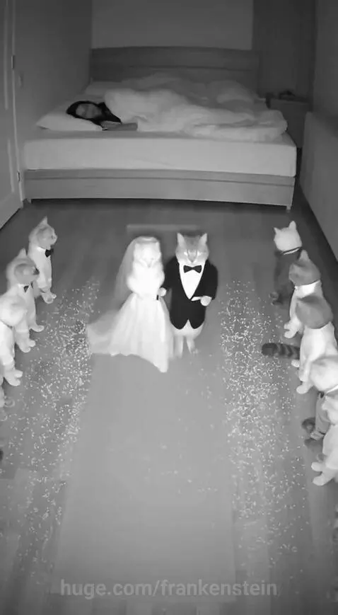 A person sleeping in bed while cats in wedding attire have a ceremony on the floor.