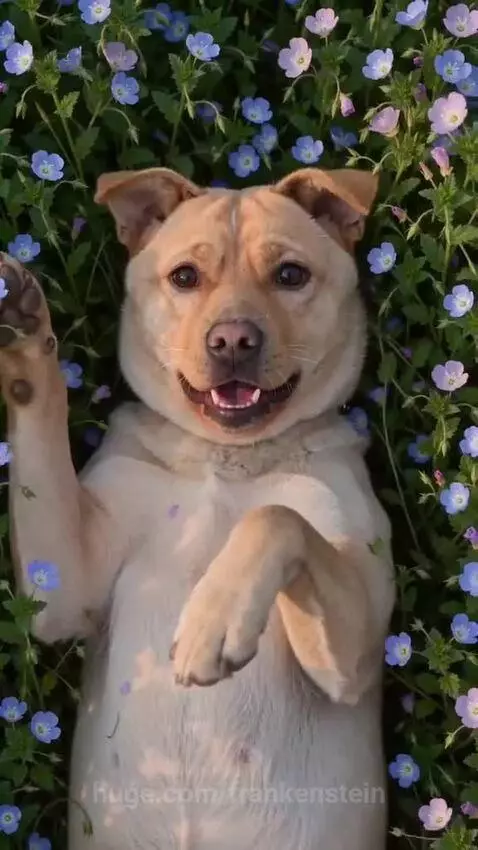 A happy dog with its tongue out, rolling in a field of purple and blue flowers, with a butterfly nearby.