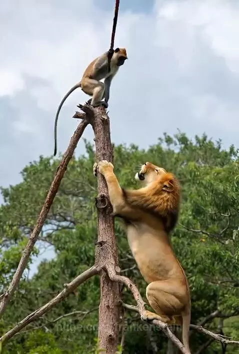 Monkey on a tree branch holding a stick, looking down at a lion climbing the trunk.