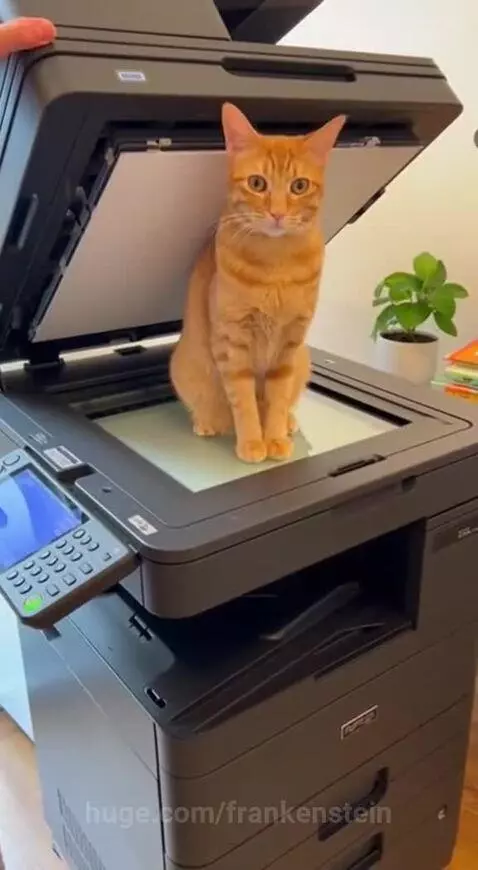 Orange tabby cats emerging from an office printer's output tray, with more cats on the floor.