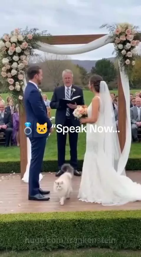 A white cat walks between a bride and groom at an outdoor wedding ceremony and meows loudly.