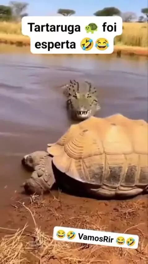 A tortoise sheds its shell to reveal a pink creature, escaping a crocodile's lunge.