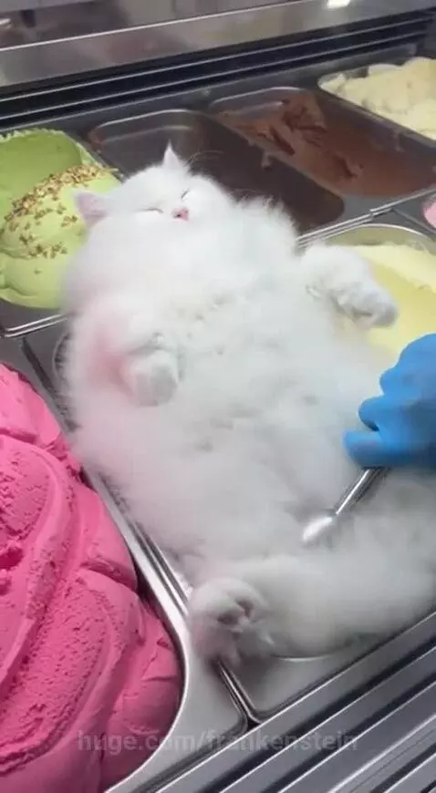 A fluffy white kitten peeking out of an ice cream cone, looking playful.