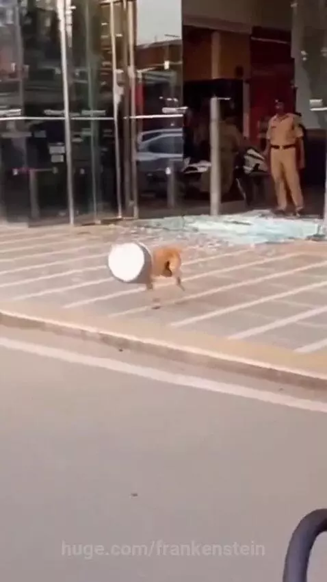 Dog with a metal bucket stuck on its head running frantically, having crashed through a glass door.