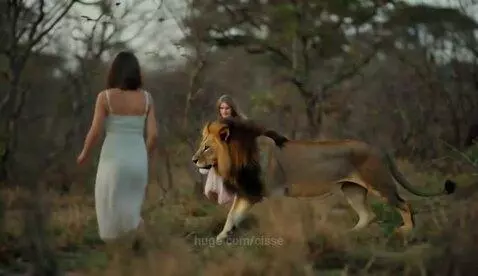 Two women walking in a savanna with a large male lion with a dark mane beside them.