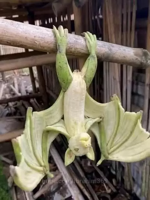 Banana carved and arranged to look like a bat hanging upside down, with wings and body formed from the peel and fruit.