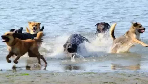 Dogs at the beach by woolzonaria
