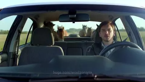 Man driving a car with multiple horses in the back seat on a rural road.