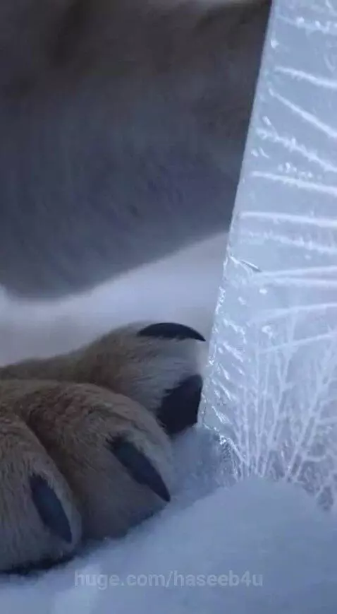 Lioness breaking ice with her paws to rescue a small cub trapped inside.