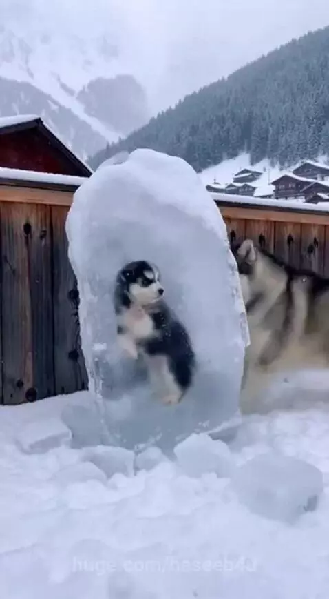 Mother husky breaking ice to rescue her trapped puppy.