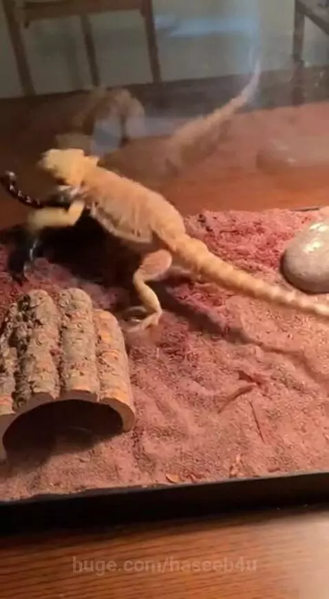 A bearded dragon lunging at and pinning an emperor scorpion in a sand and coco fiber terrarium.