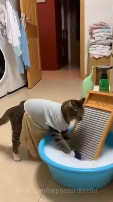 Tabby cat in apron 'washing' clothes, then playfully wrestling with an orange cat amidst fallen laundry.
