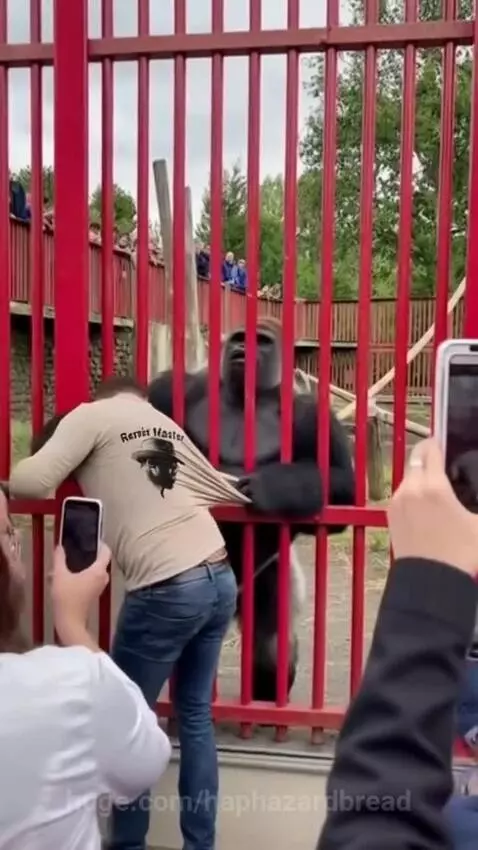 Man struggling as a gorilla grips his shirt through metal bars at a zoo enclosure.