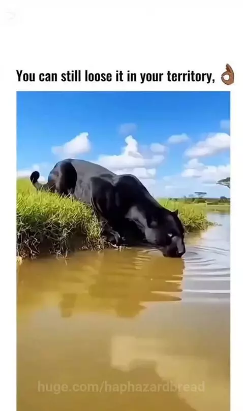 Black panther pouncing on a crocodile at the edge of a muddy riverbank.