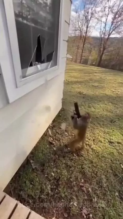 Monkey standing on hind legs holding a handgun, pointing it at a window and firing.