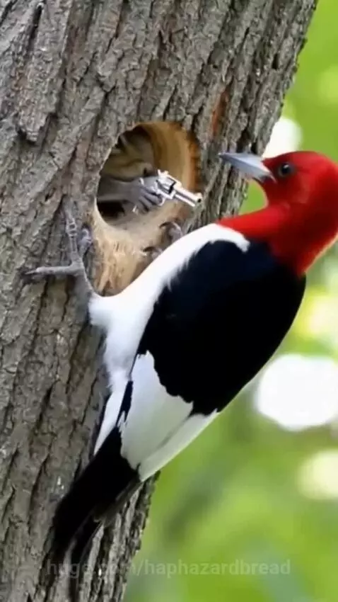 Squirrel holding a small gun emerges from a tree hole and points it at a woodpecker.