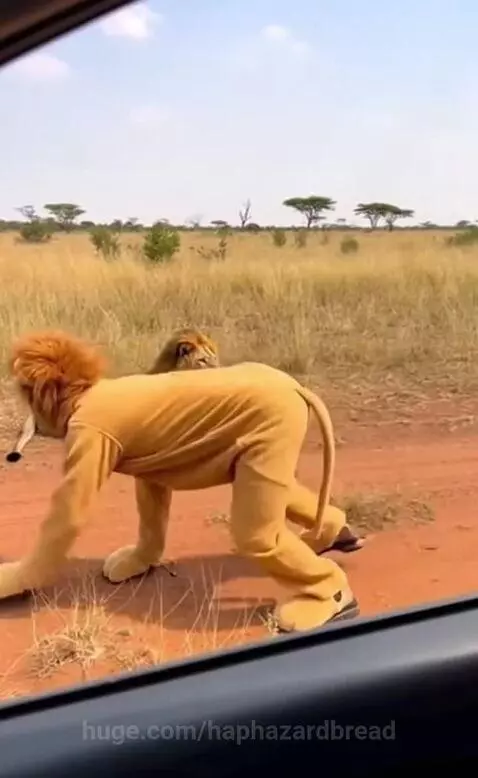 Person in a lion costume crawling on a dirt road near a real lion lying down in the savanna.