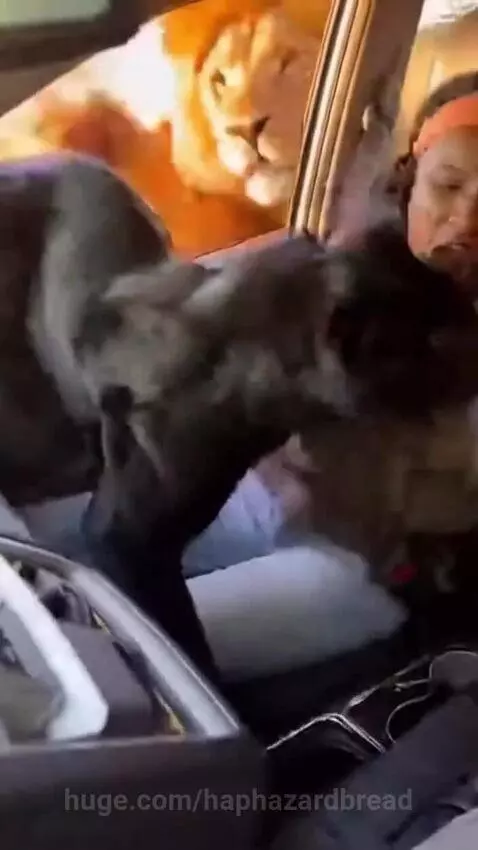 Lion snarling aggressively at a black dog inside a car through an open window on a savanna road.