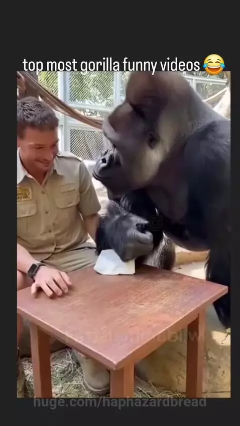 Funny gorilla video by haphazardbread