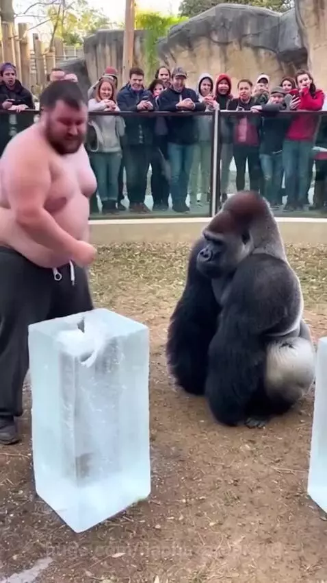 A gorilla smashing a large ice block with its hand, while a man looks on in an outdoor enclosure.