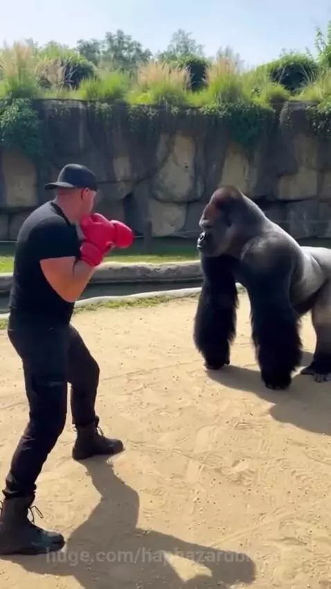 Man in boxing gloves facing a gorilla in a sandy enclosure, gorilla charges and pushes man down.