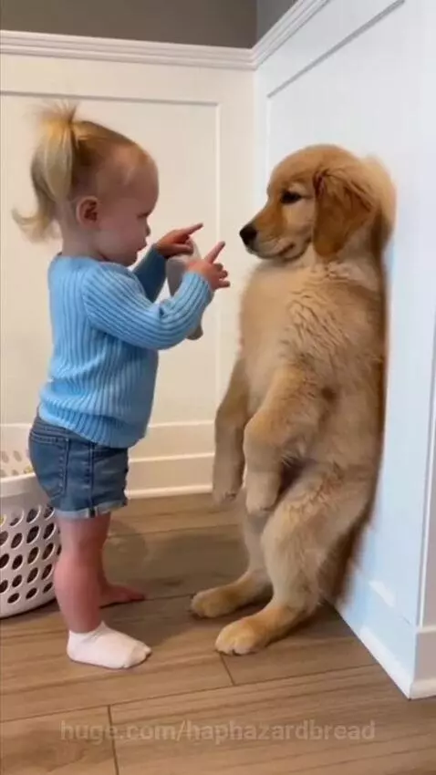 Young child in blue shirt and denim shorts asks a golden retriever puppy, standing on hind legs, about a lost sock.